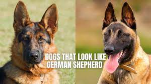 Dogs like German Shepherds in USA