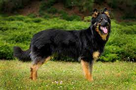 The Role of German Shepherds as Guard Dogs