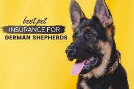 Best Insurance for GSDpuppies in USA 2024