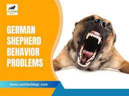 German Shepherd behavior problems