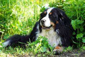 Bernese Mountain Dog Pet Insurance