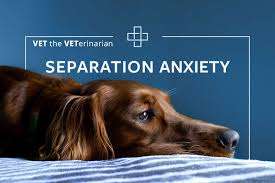 Dealing with Separation Anxiety in German Shepherds GSDs