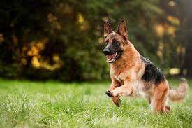 Mastering GSD Training: Finding the Best GSD Training Near You