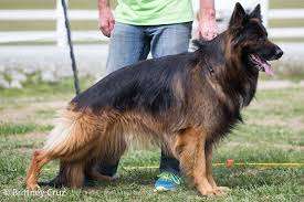  German Shepherd Dogs for Sale in California