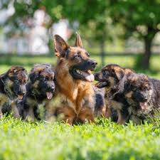 Cutest gsd puppies for sale in usa