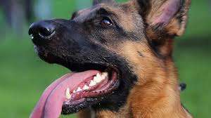 pet insurance for a German Shepherd puppy