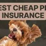 Affordable Canine Insurance guarding
