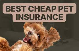 Affordable Canine Insurance guarding